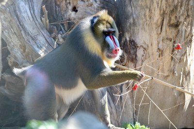 Mandrill Männchen pflückt Beeren an einzelnen Ästen
