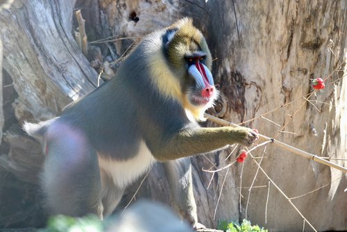 Mandrill Männchen pflückt Beeren an einzelnen Ästen