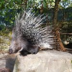 Stachelschwein steht auf Stein und stellt Stacheln auf