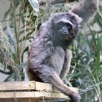 Ein grauer Borneo Gibbon sitzt auf Holzplattform und guckt in Kamera