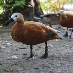 Zwei Rostgänse 