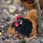 Vorwerkhuhn liegt auf Erde an einem Ast