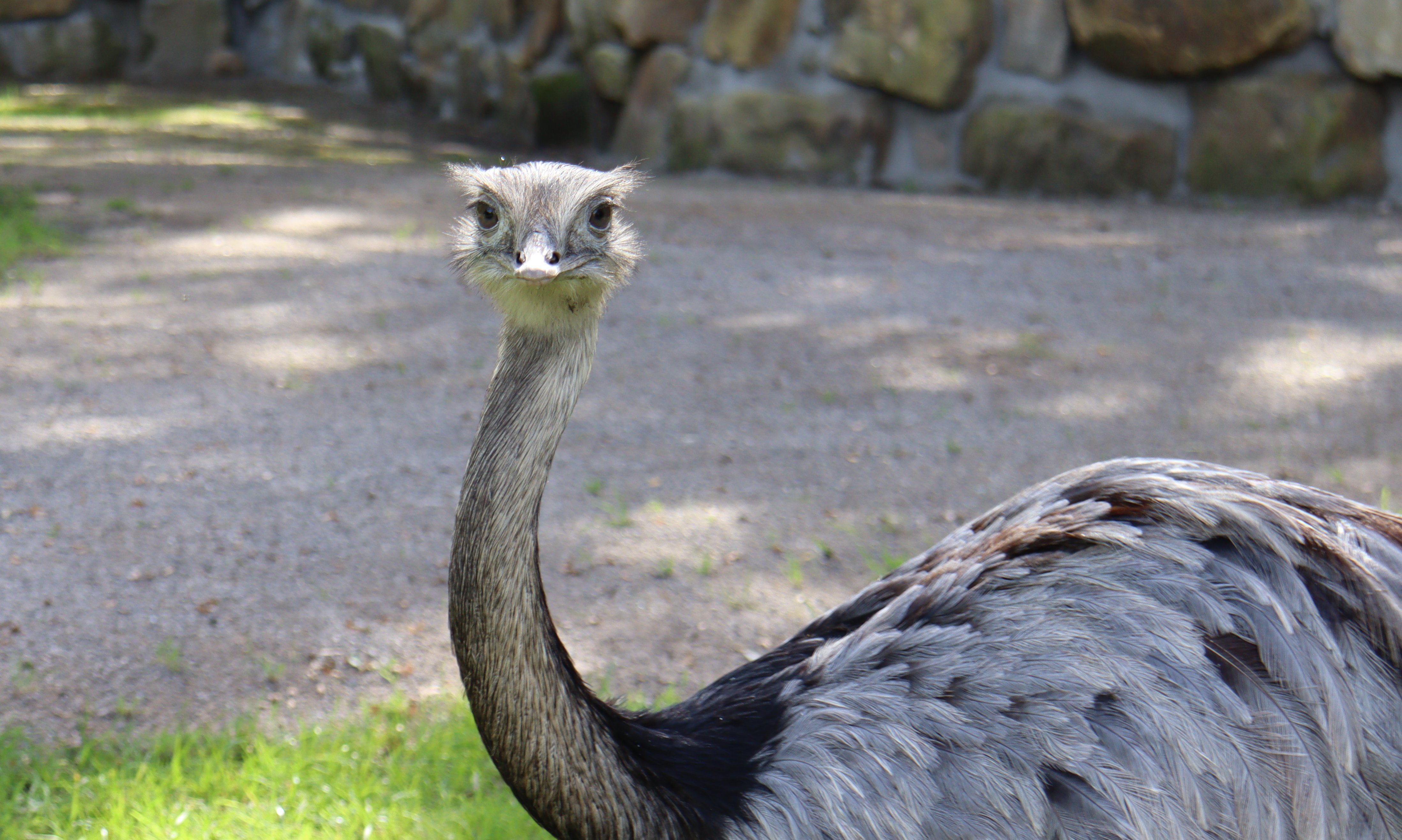 Nandu guckt in Kamera