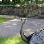 Nandu guckt in Kamera