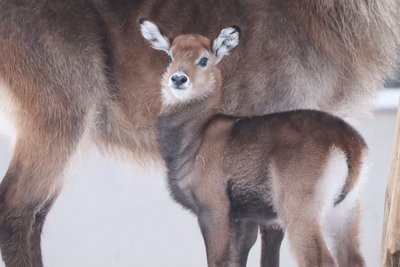 Kleiner Wasserbock im Schnee