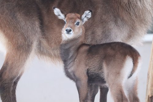 Kleiner Wasserbock im Schnee