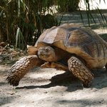 Spornschildkröte läuft draußen im Sand mit Busch im Hintergrund