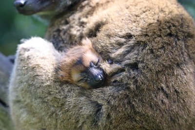Makibaby kuschelt sich an den Bauch der Mama