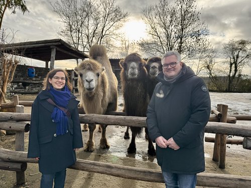 Frau und Mann stehen vor drei Trampeltieren