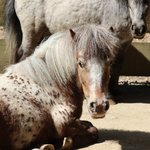 Braunes Pony mit Punkten auf dem Rücken liegt im Sand