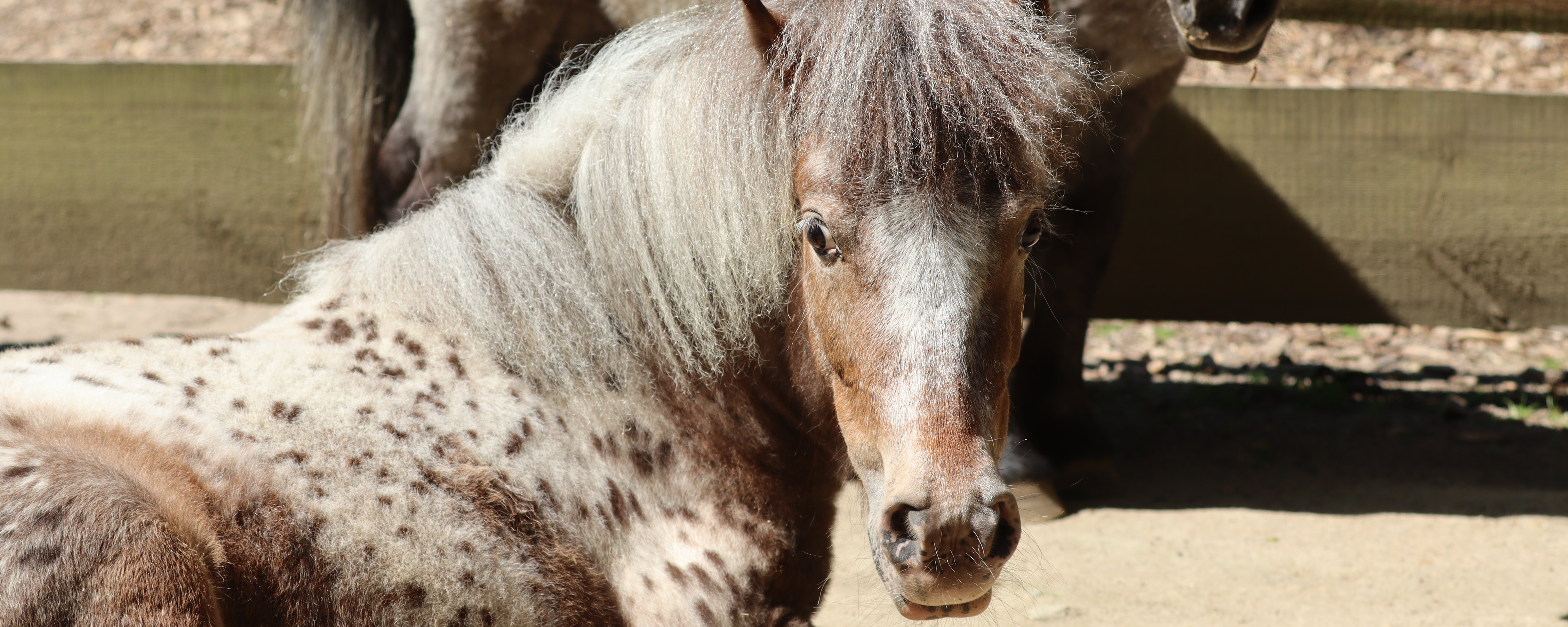 Braunes Pony mit Punkten auf dem Rücken liegt im Sand