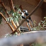 Zwei Von-Der-Decken-Tokos sitzen auf Ast im Gehege mit Bambus im Hintergrund