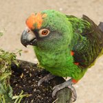 Grüner Papagei sitzt auf dem Rand eines Blumentopfes