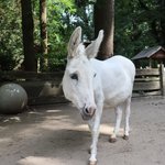 Weißer Hausesel steht