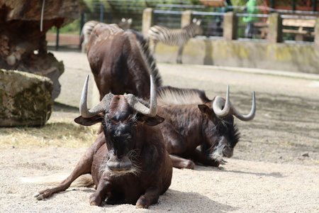 Zwei Gnus liegen im Sand in der Sonne