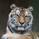 Tiger liegt und guckt in Kamera 