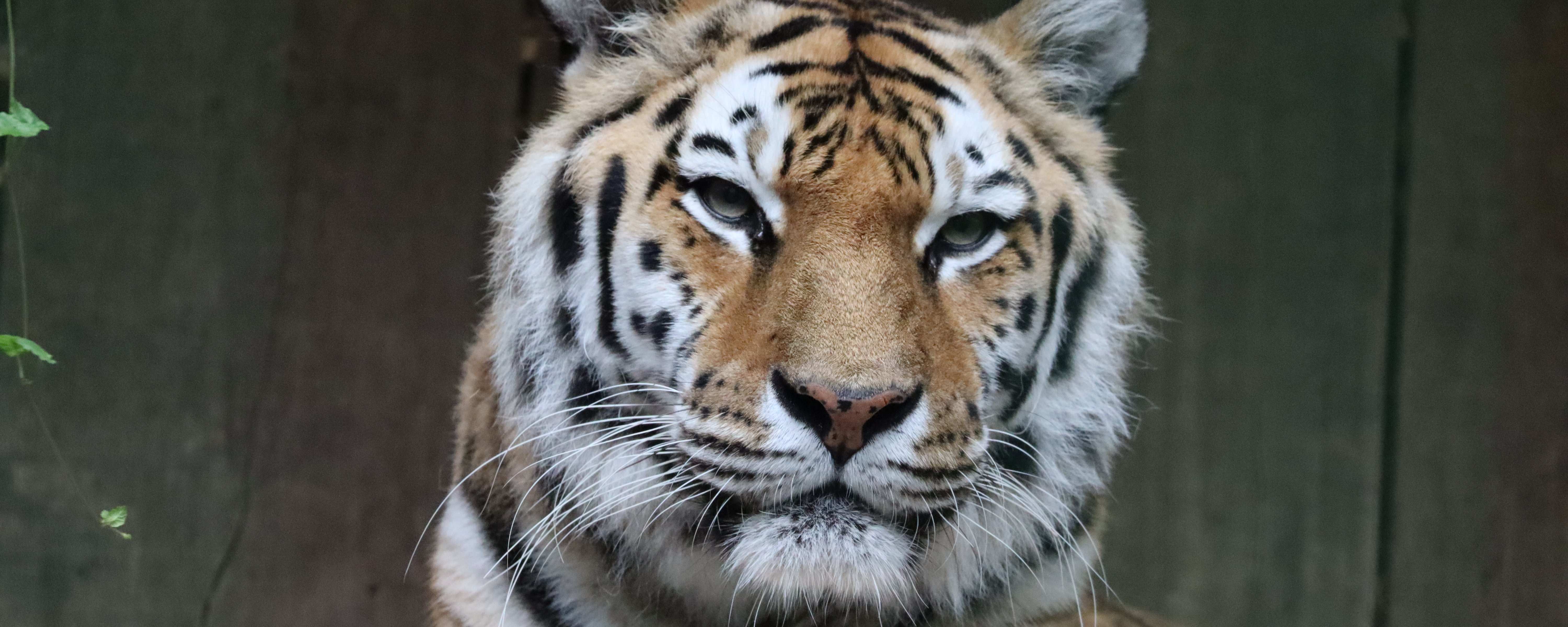 Tiger liegt und guckt in Kamera 