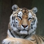Tiger liegt und guckt in Kamera 