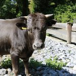 dunkel braunes kleines Rind guckt in Kamera