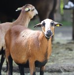 Ein Kamerunschaf guckt in Kamera
