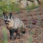 Ein Löffelhund im Sand läuft