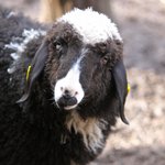 Braunes Schaf mit schwarzer Wolle