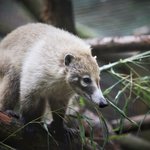 Nasenbär sitzt auf Ast