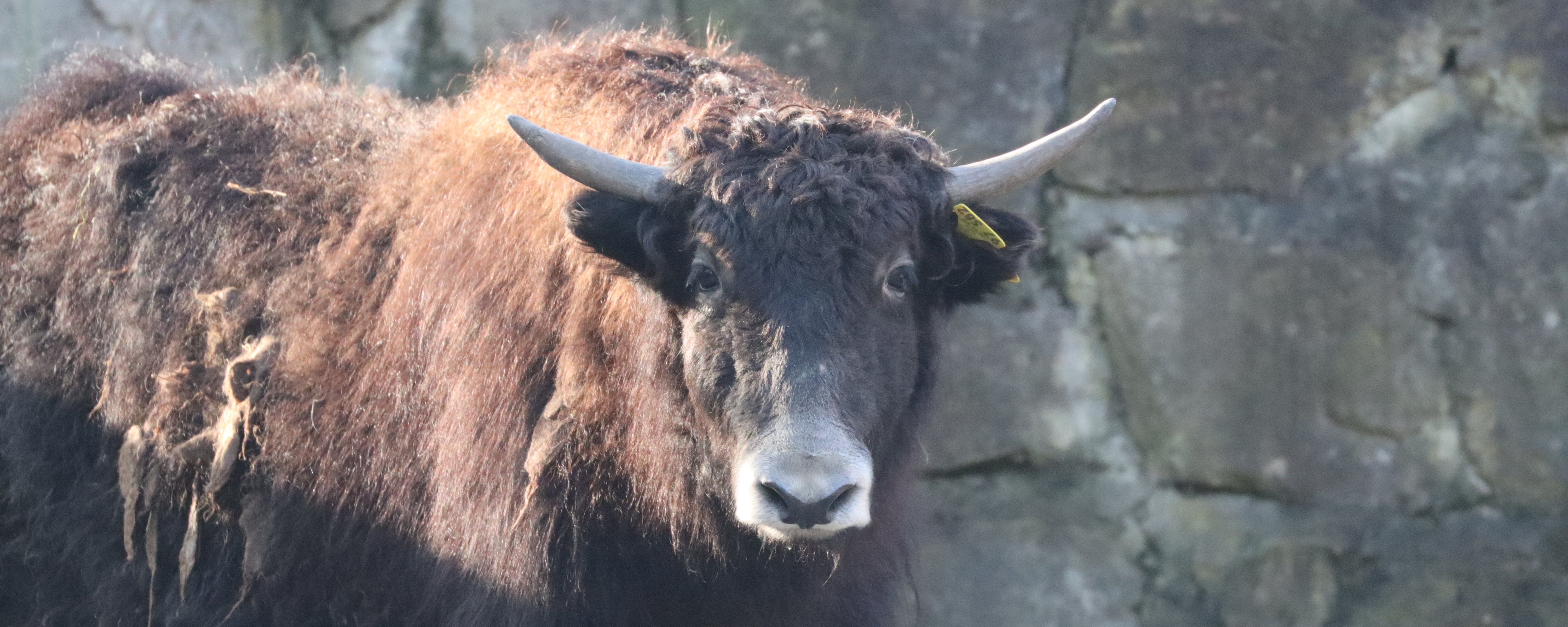 Braune Yak Kuh guckt in Kamera