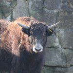 Braune Yak Kuh guckt in Kamera