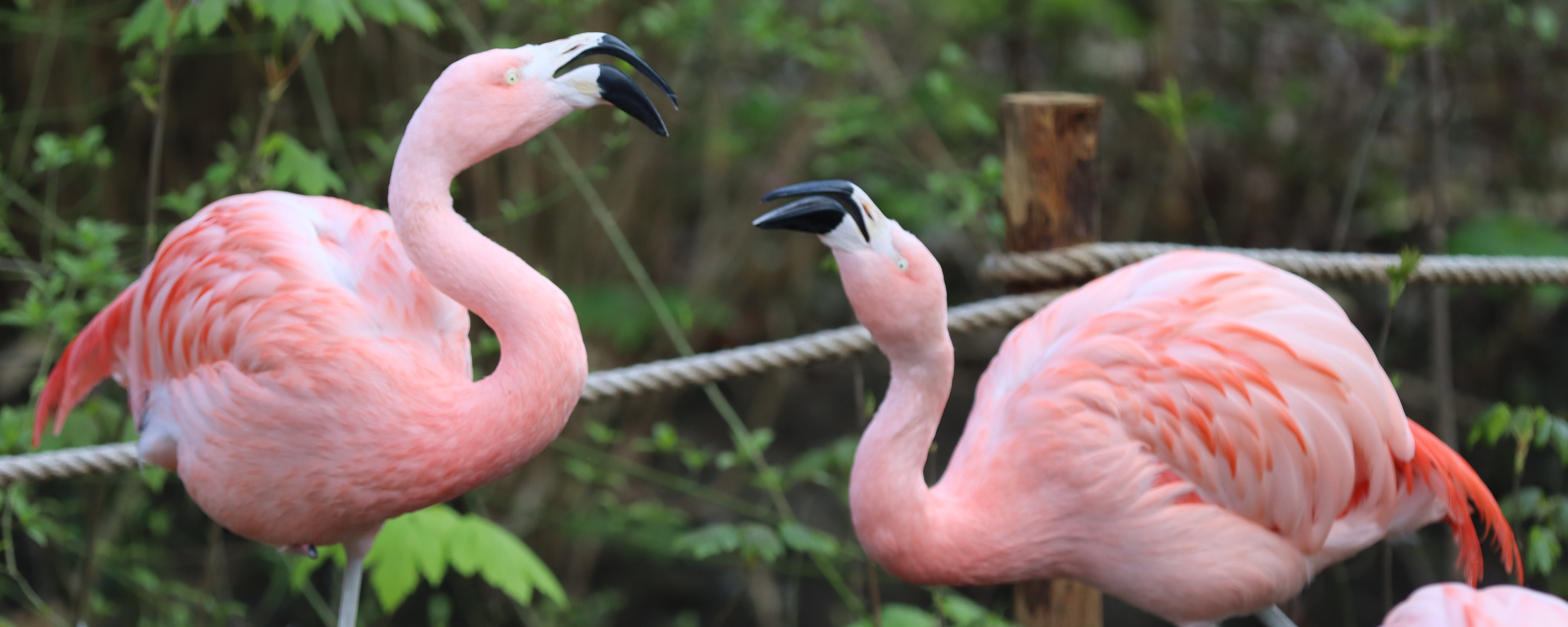 Zwei Flamingos