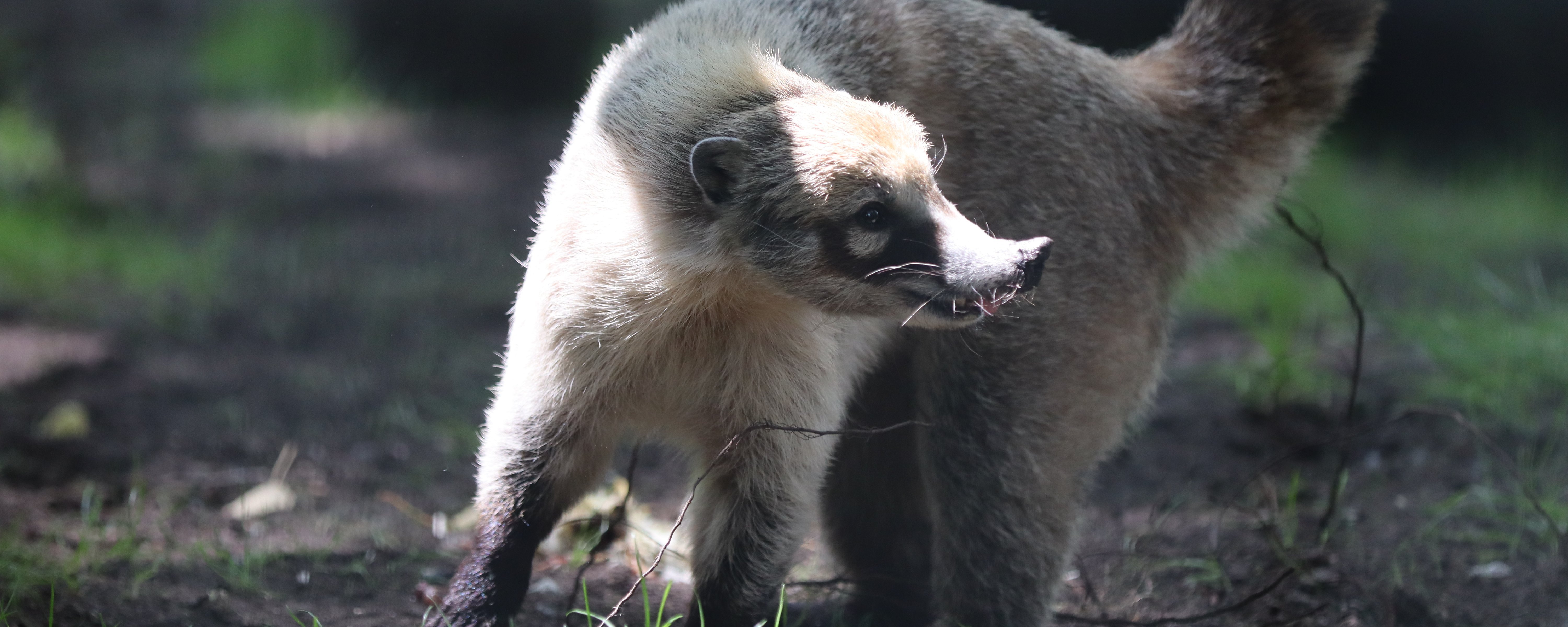 Nasenbär steht auf dem Boden und guckt nach rechts