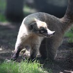 Nasenbär steht auf dem Boden und guckt nach rechts