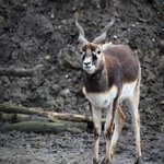 Hirschziegenantilopen Männchen mit langen Hörnern
