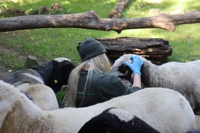 Tierpflegerin kümmert sich um Schafe