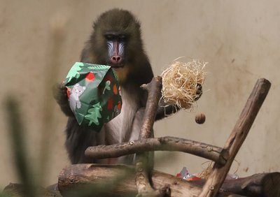 Mandrill hat grünes Geschenk und Stroh in der Hand