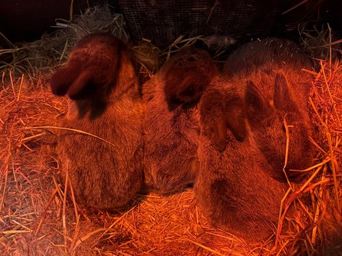Vier kleine Hasen kuscheln sich ins Stroh unter einer roten Lampe