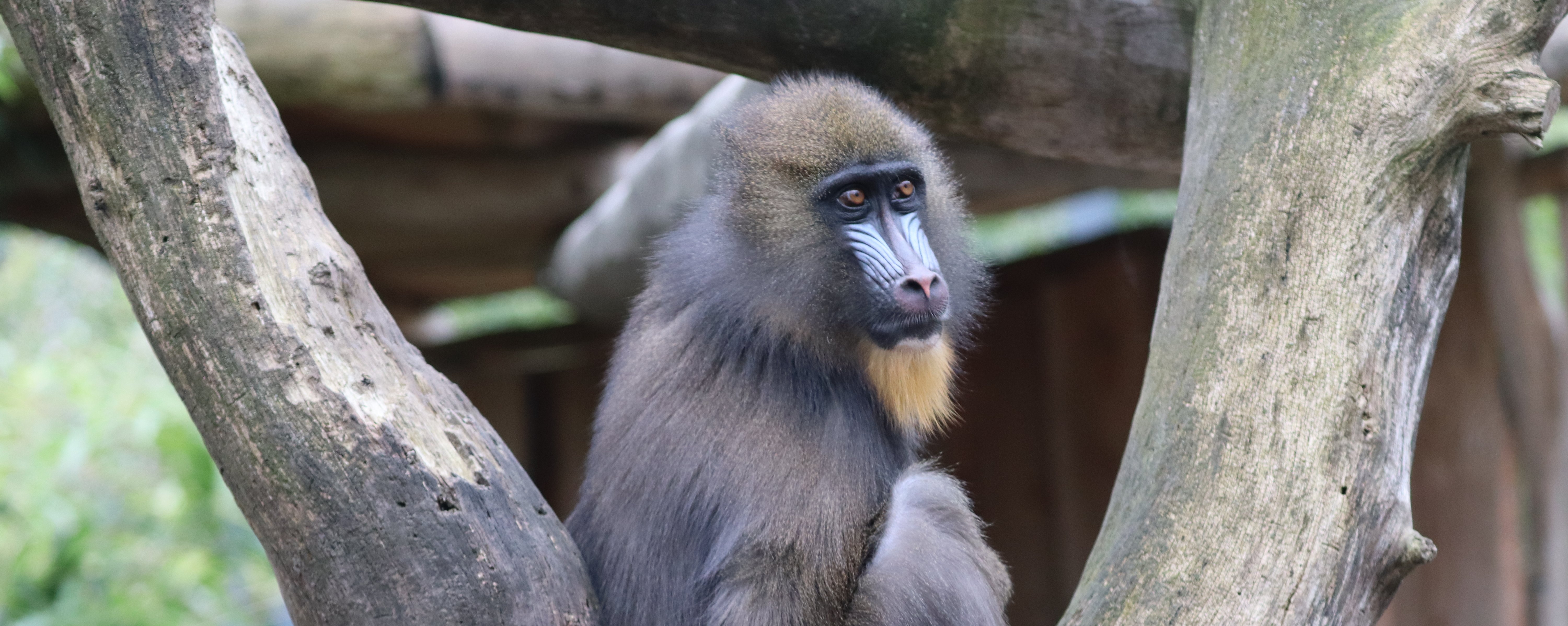 Mandrill-Weibchen sitzt zwischen zwei großen Baumstämmen