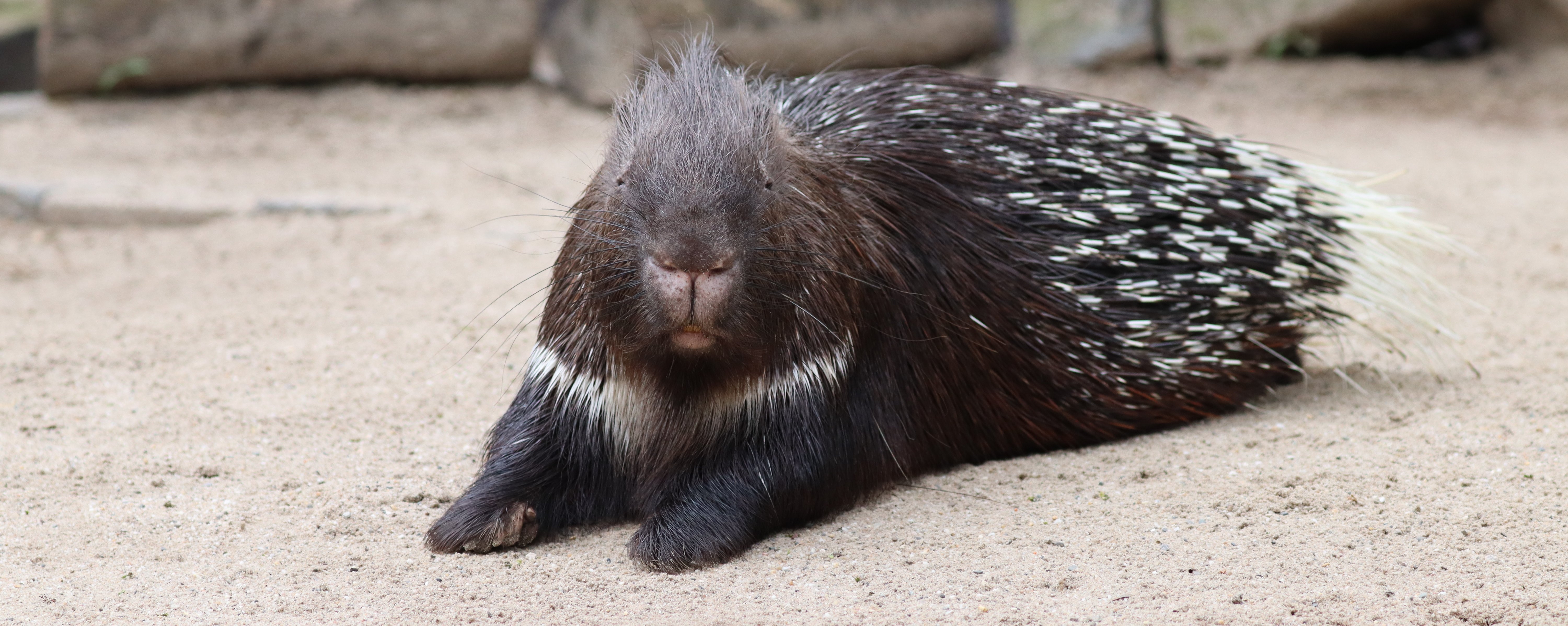 Ein Stachelschwein liegt im Sand