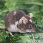 Farbmaus sitzt auf Blättern