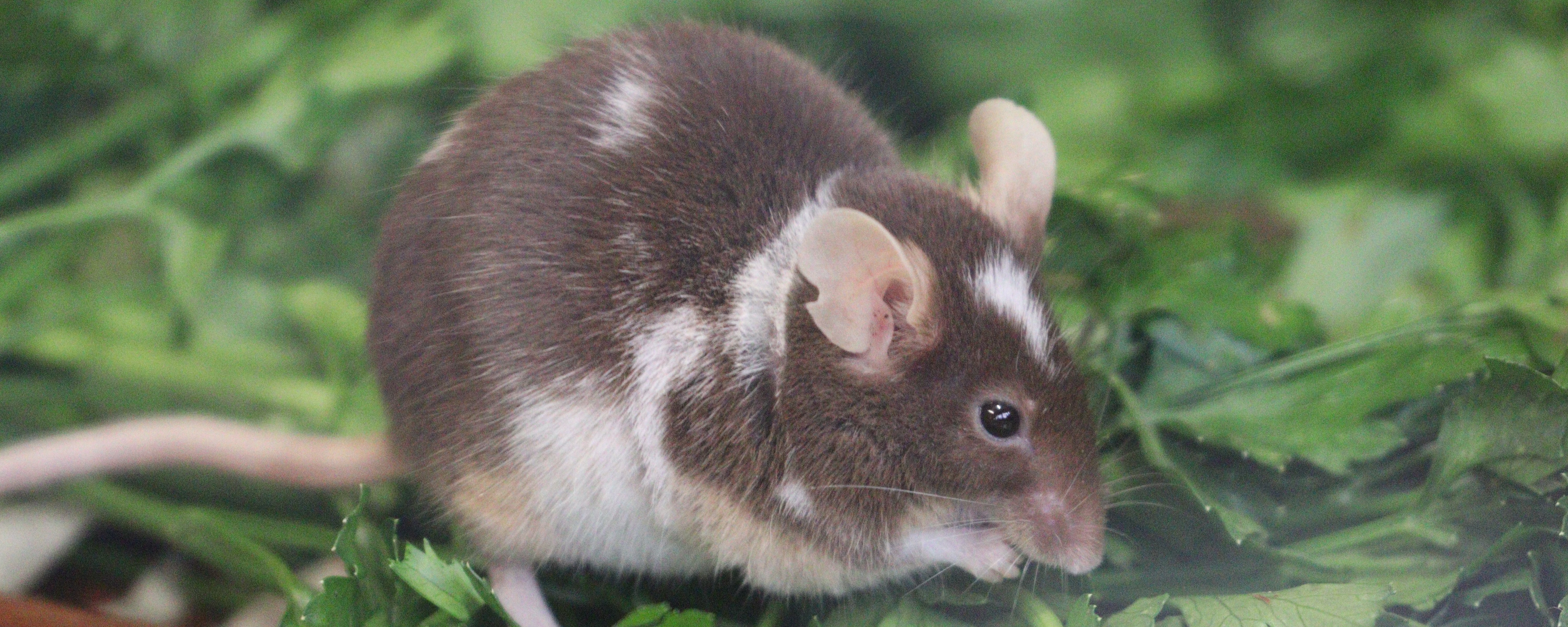 Farbmaus sitzt auf Blättern