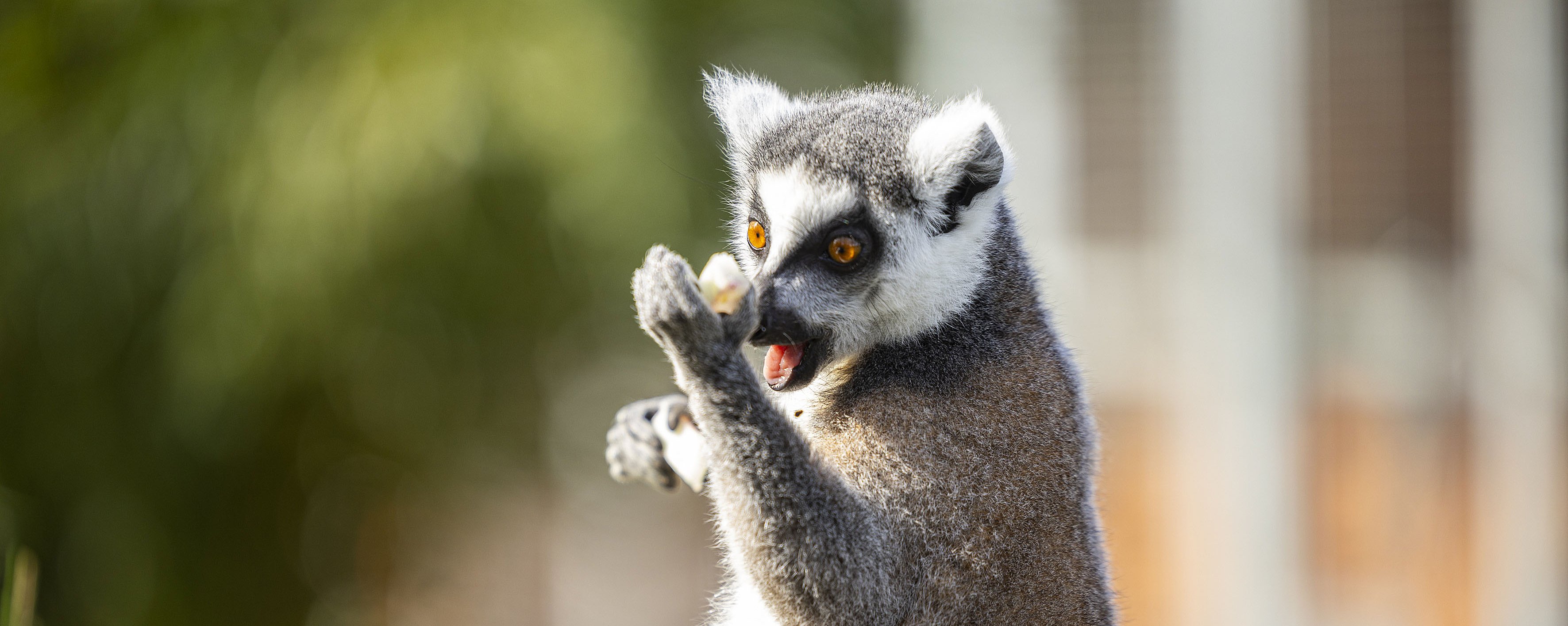 Katta guckt freudig in seine Hand mit Futter