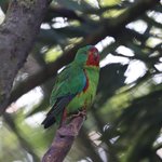 Kleiner Schwalbensittich sitzt auf Ast mitten im Baum