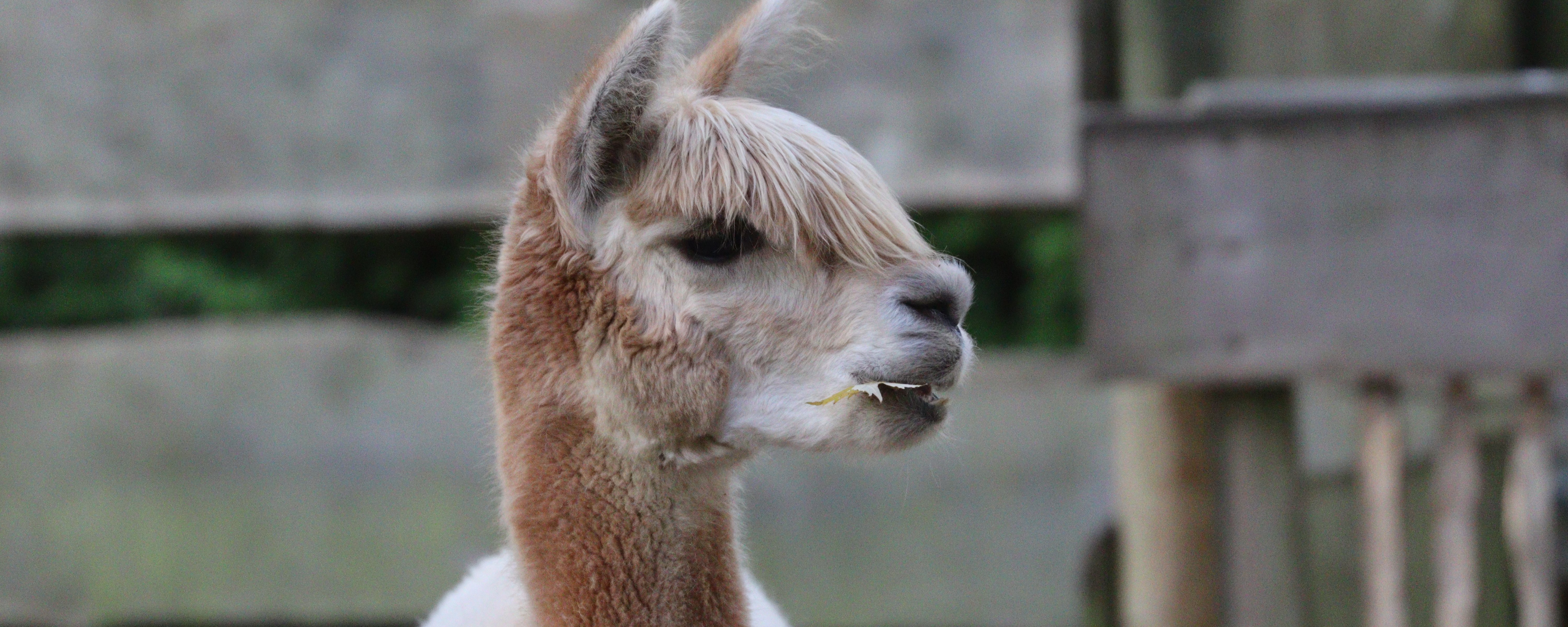 Ein Alpaka mit heller Wolle guckt zur Seite