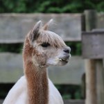 Ein Alpaka mit heller Wolle guckt zur Seite