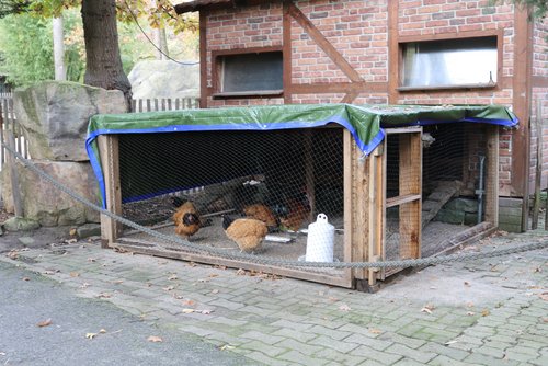 Hühner in einem überdachten Stall