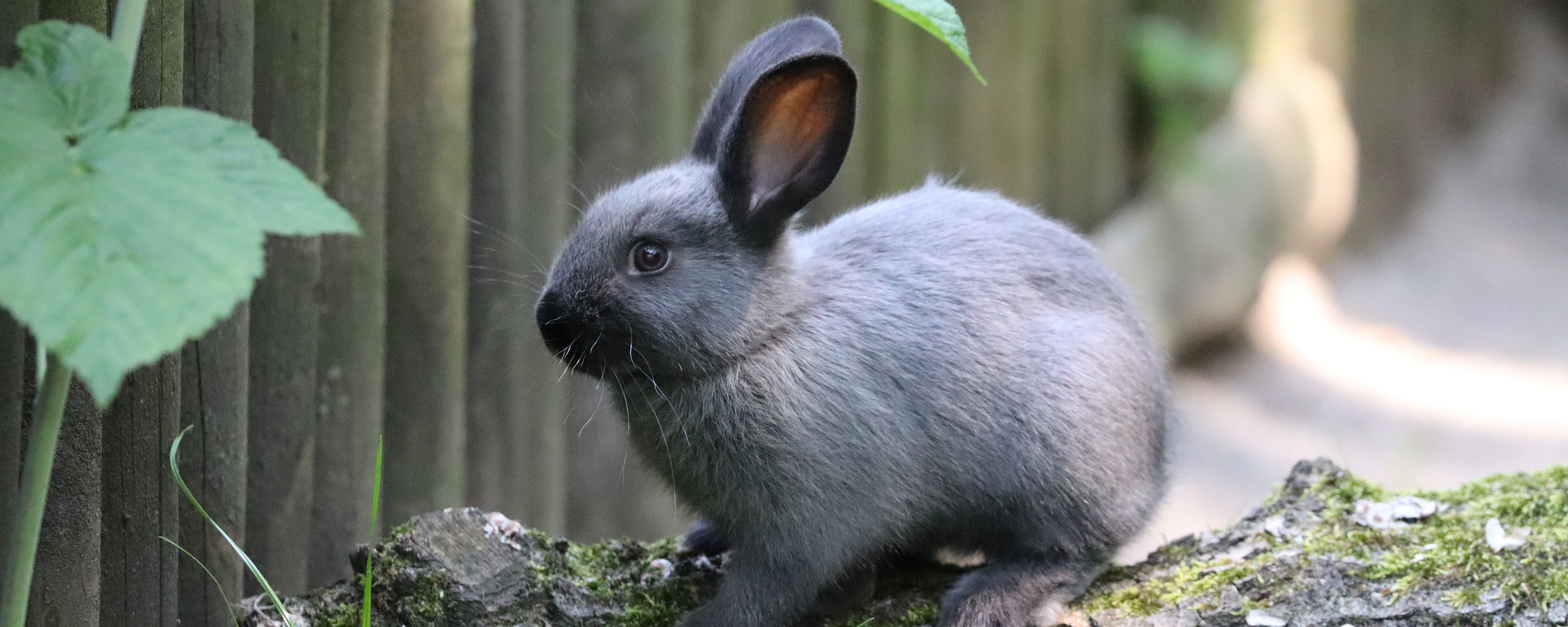 Graues Marderkaninchen Jungtier auf einem Stamm