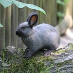 Graues Marderkaninchen Jungtier auf einem Stamm