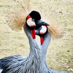 Zwei Kronenkraniche gucken sich an