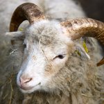 Weiße Skudde mit langen Hörnern