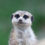 Erdmännchen steht und guckt in Kamera